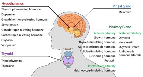 Sexuality Lifespan Development