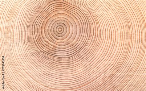 Growth Rings Of A Spruce Tree Horizontal Cross Section Cut Through