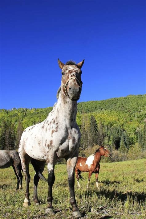 Colorado Ranger Horse Information and Pictures - PetGuide | PetGuide