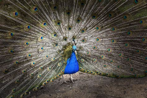 Animals at the Children's Zoo - Walton Hall and Gardens