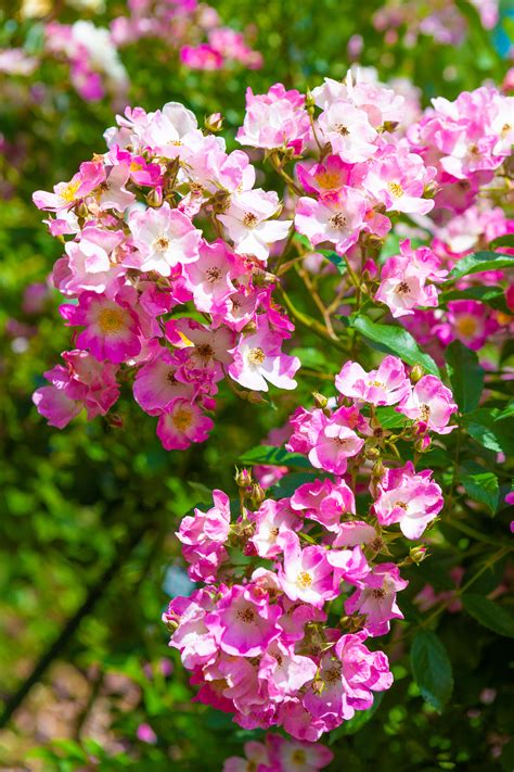 淡いピンク色のバラ（薔薇）の花 無料の高画質フリー写真素材 イメージズラボ