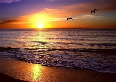 A Wonderful Sunset 🌇 On The Beach 🌊 With Flying Birds 🐦 🐦 👌☺💖