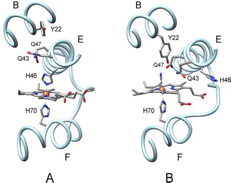 Figure 1 From Replacement Of The Distal Histidine Reveals A