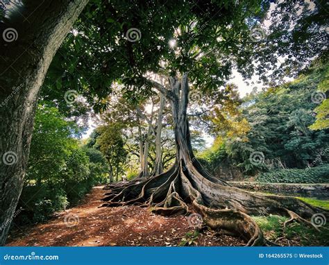 Exotic Tree With The Roots On The Ground In The Middle Of A Beautiful