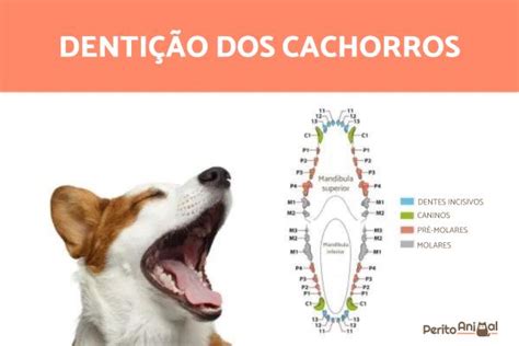 Quantos DENTES tem um CACHORRO Tudo sobre a dentição canina