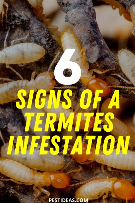 Signs of Termites- How to Identify Common Signs