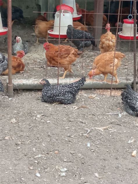 Французский бройлер