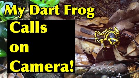 My Dart Frog Calls On Camera Youtube