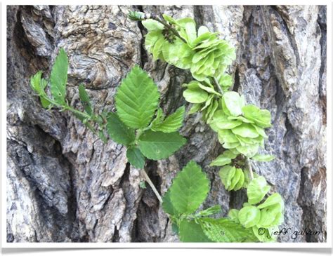 Siberian Elm – Ulmus pumila – Leaves, Seeds and Bark | Boulder Tree ...