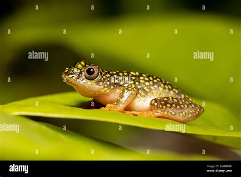 Starry Night Reed Frog Heterixalus Alboguttatus Species Of Endemic