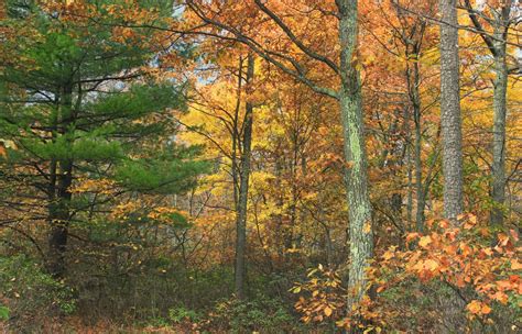 Free Images Tree Nature Wilderness Branch Hiking Sunlight Leaf