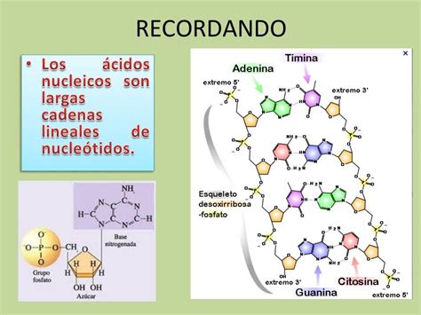 Qu Son Los Cidos Nucleicos