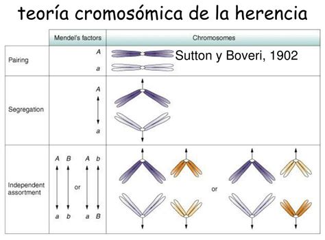 Herencia cromosómica La teoría que explica la transmisión de los genes