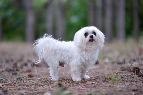 Perros tacita de té nombres y fotos