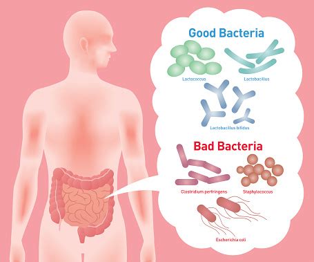 Good Bacteria And Bad Bacteria Stock Illustration - Download Image Now - iStock