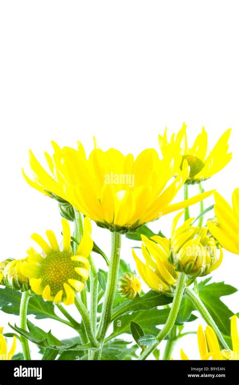 Beautiful flowers of a camomile Stock Photo - Alamy