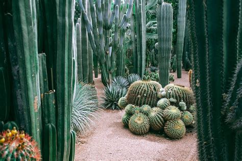 Guide complet pour aménager un jardin écologique et respectueux de l