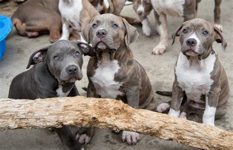 American Bully caractère et mode de vie Magazine zooplus