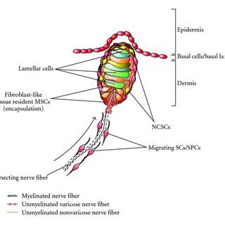 Anatomical localization of Meissner corpuscles (MCs) and Merkel... | Download Scientific Diagram