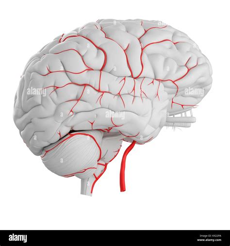 Anatomie Und Arterien Des Menschlichen Gehirns Stockfotos Und Bilder