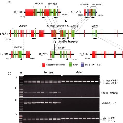 Genomic Structure Comparison Between The Putative Genes In Fsr And