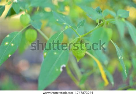 Pokok Letupletup Kelambu Buah Letup Buah Stock Photo