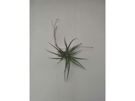Tillandsia Hybrid Tenuifolia V Vaginata Y Stricta V Albifolia