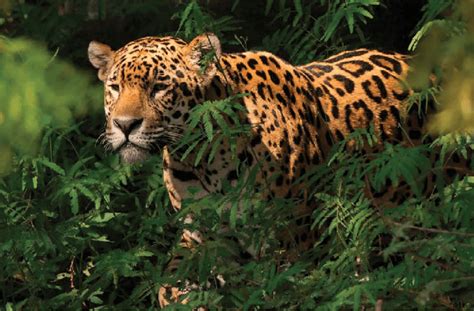 Impresionante Hallazgo Una Familia De Jaguares Se Refugian En La