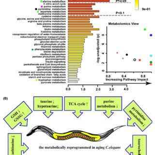 Age-related metabolic remodeling in C. elegans. (A) Summary plot for ...