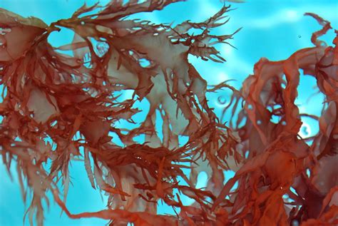 Cultivating Macroalgae In Your Saltwater Aquarium