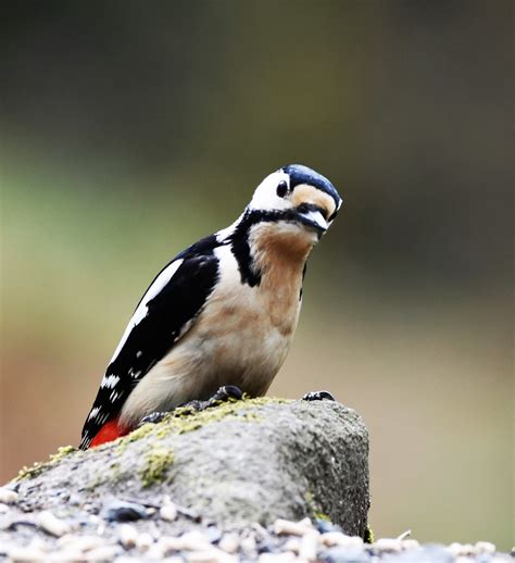 Andrew Robin photography.: Greater spotted woodpecker.