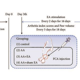 Study Design Of The Experimental Procedure Rats Were Randomly Grouped