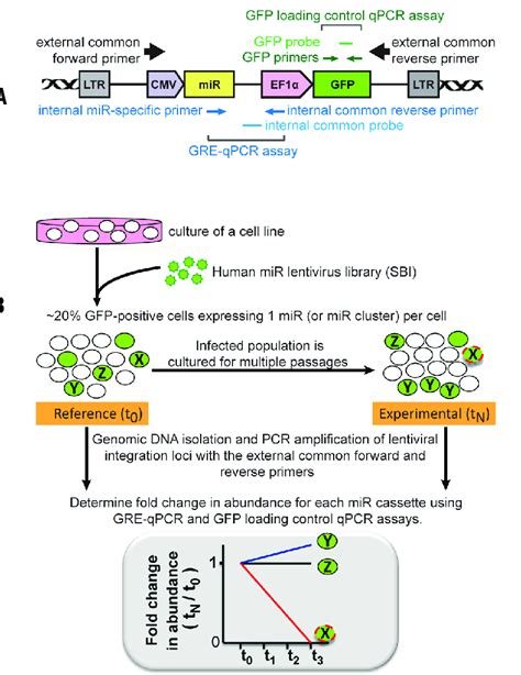 Design Of Nested PCR Strategy And MiR HTS A Illustration Of SBI S