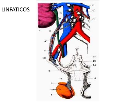 Irrigación E Inervación Del Epidídimo Y Testículo