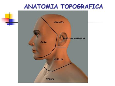 Ppt Anatom A Topogr Fica Forense Powerpoint Presentation Free