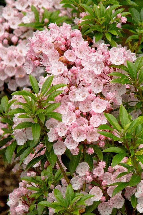 Elf Dwarf Mountain Laurel, Kalmia latifolia 'Elf', Monrovia Plant