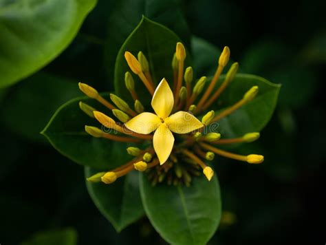 Single Yellow Ixora Flower Blooming In The Center Stock Photo Image