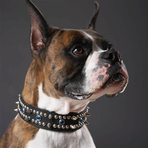 Unleash Your Pets Punk Rock Side With Spiked Dog Collars