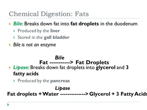 BioChemistry Ch 11 Lipid Amino Acid Metabolism Flashcards Quizlet