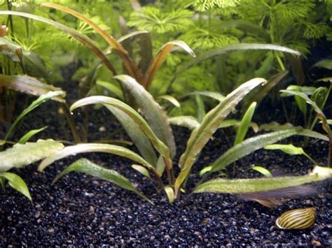 Cryptocoryne Wendtii ‘brown Acuario Adictos