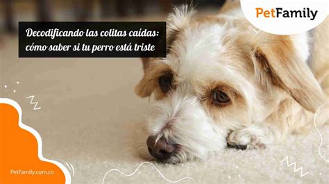 Decodificando las colitas caídas cómo saber si tu perro está triste