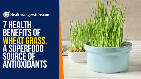 7 Health Benefits Of Wheat Grass A Superfood Source Of Antioxidants