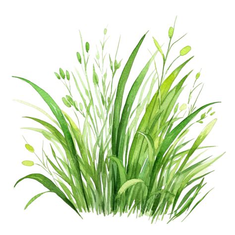 Grass Clipart In Watercolor Style Grass Clipart Watercolor Clipart