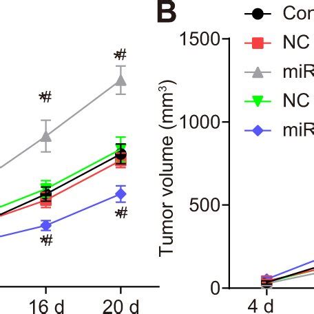 Lncrna Foxd As Knockdown And Mir P Upregulation Repress The