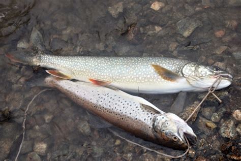 Litton S Fishing Lines Round Valley Reservoir Rainbow Brown And Lake