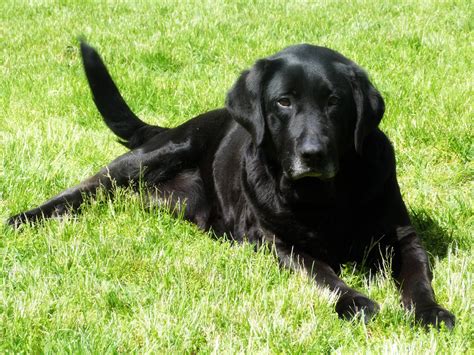 Black Labrador wallpaper | 1024x768 | #3638