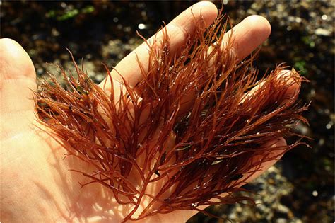 Propagating Gracilaria For Fun And Food Gracilaria Gracilria