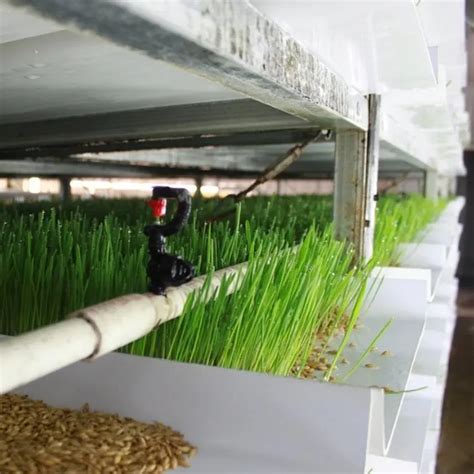 Hydroponic Growing Automated Fodder Hydroponics Sprout Hydroponic