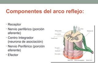 Arco Reflejo Ppt Sistema Nervioso Periferico PPT