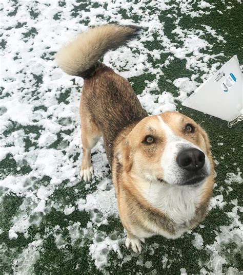 This guide explains how you can volunteer today at the Nevada spca 8